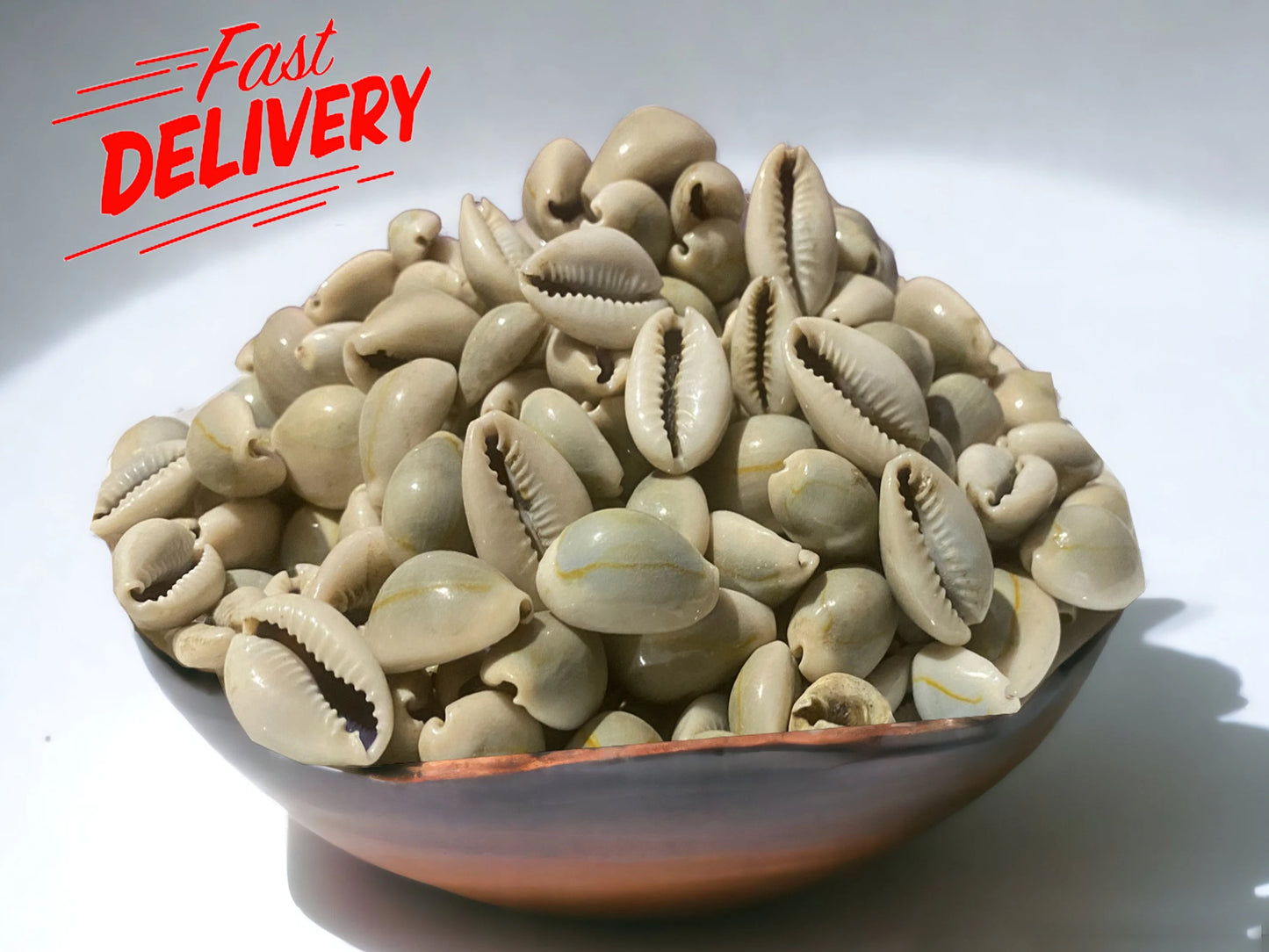 Coquillage Wada - ودعة (100g) - Bayt Alhekma Officiel