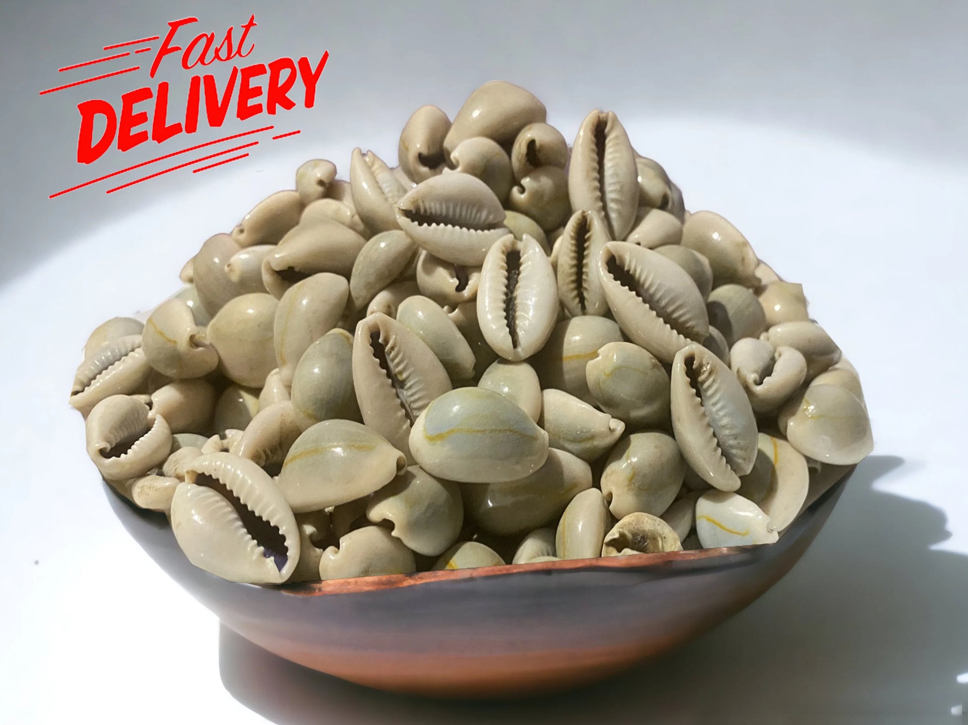 Coquillage Wada - ودعة (100g) - Bayt Alhekma Officiel